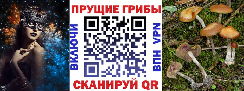 Галлюциногенные грибы Cubensis  Купить где  Ветлуга 
